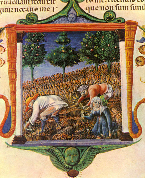 Tadeo Crivelli (1425-1479). Ruth espiga en el campo de Booz. Biblia  di Borso d'Este. Ms. V.G.12. Modena, Biblioteca d'Este.